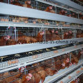 Poultry Equipment Automatic Chicken Cage